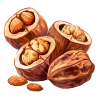 Hand drawn fresh walnut isolated on transparent background png