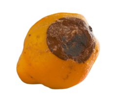 Rotten quince isolated on transparent background png