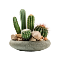 assorti cactus collection dans une pierre pot. isolé sur Contexte png