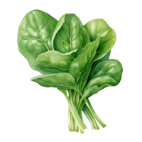 Green Spinach Leafs illustration. Fresh Spinach Green Leaves. Isolated on Background png