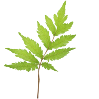 Rowan Leaf compound orange leaf with narrow leaflets and a glossy texture fluttering softly Sorbus png