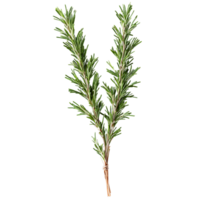 Fresh rosemary sprigs dark green color slender leaves woody stems Food and culinary concept png