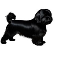 Silhouette of Lhasa Apso Dog isolated on transparent background png