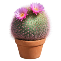 erizo cactus pequeño agrupados cactus con prominente crestas y rosado flores en un terracota maceta png