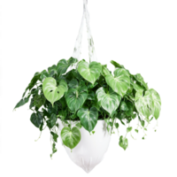 Philodendron Cordatum trailing plant with small green heart shaped leaves in a white ceramic hanging png