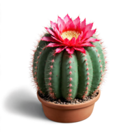 Luna cactus pequeño redondo rojo cactus injertado sobre un verde base en un pequeño blanco png