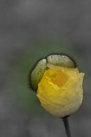 yellow flower of a perennial flower photo