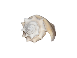 Isolated shell on Transparent Background png