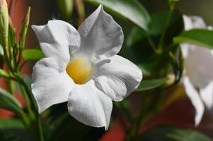 a white flower with yellow center is in the sun photo