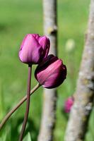 two purple tulips are growing in front of a tree photo