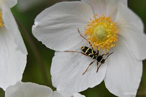 a yellow and black bug on a white flower photo
