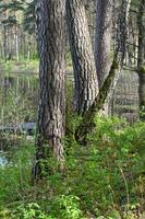 straight and crooked tree trunks in the forest photo