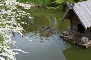 a wild duck with a flock of little ducklings swims in a pond photo