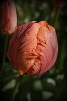 a close up of a tulip with water droplets on it photo