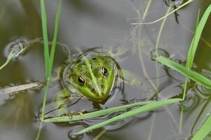 a green frog in the water with grass photo