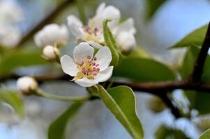 a close up of a white flower on a tree photo