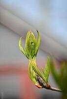 a small green plant with leaves on it photo