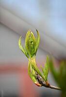 a small green plant with leaves on it photo