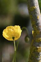 fragile yellow poppy flower on a green background photo