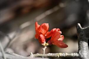 a small red flower is growing on a branch photo
