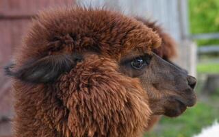 un cerca arriba de un alpaco con marrón piel foto