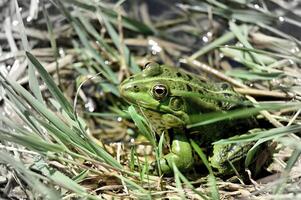 a green frog sitting in the grass photo