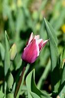 un soltero rosado tulipán es creciente en el medio de verde hojas foto