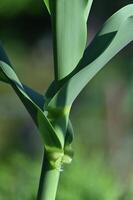 un cerca arriba de un maíz planta con verde hojas foto