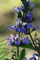 a close up of a purple flower with green leaves photo