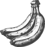 Banana Fruit with old engraving style vector