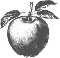 Apple Fruit with old engraving style vector