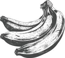 Banana Fruit with old engraving style vector