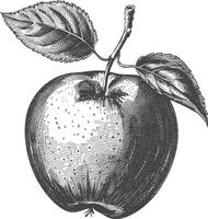 Apple Fruit with old engraving style vector