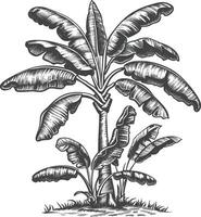 banana tree with engraving style vector