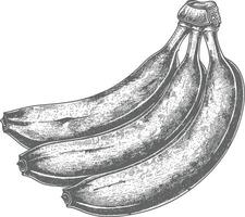 Banana Fruit with old engraving style vector