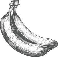 Banana Fruit with old engraving style vector