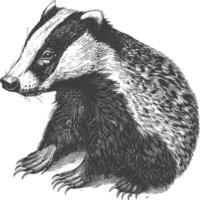 badger animal with old engraving style vector