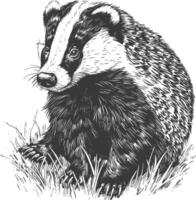 badger animal with old engraving style vector