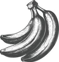 Banana Fruit with old engraving style vector