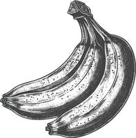 plátano Fruta con antiguo grabado estilo vector