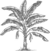 banana tree with engraving style vector