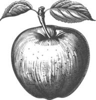 manzana Fruta con antiguo grabado estilo vector