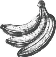 Banana Fruit with old engraving style vector