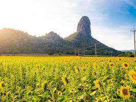 a atardecer, un verano girasol prado en lopburi, tailandia, con un montaña antecedentes. foto