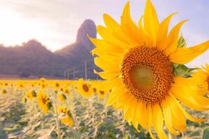 At sunset, a summer sunflower meadow in Lopburi, Thailand, with a mountain background. photo