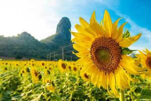 At sunset, a summer sunflower meadow in Lopburi, Thailand, with a mountain background. photo