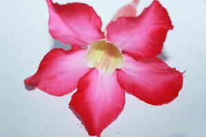 isolated pink pulmeria in white background photo