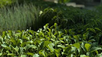 Young seedling of the plant grows out of the dirt. Agrigultural concept photo