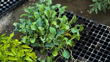 joven planta de semillero de el planta crece fuera de el suciedad. agrícola concepto foto