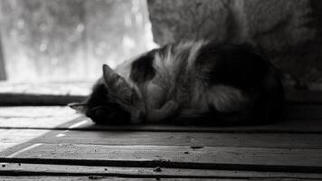 gato dormido en el pueblo casa. foto